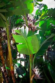 Image result for Strelitzia alba