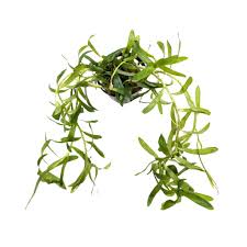 Image result for Heteranthera