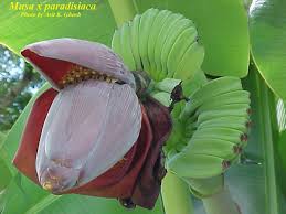 Image result for Musa paradisiaca