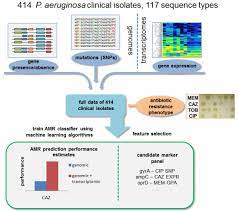 Predicting Antimicrobial Resistance In Pseudomonas Aeruginosa With Machine Learning Enabled Molecular Diagnostics Embo Molecular Medicine