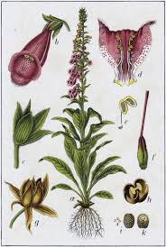 Image result for Digitalis purpurea