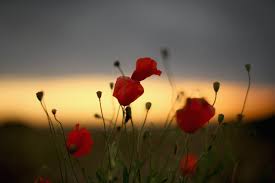 The man behind the goals. Mailletec