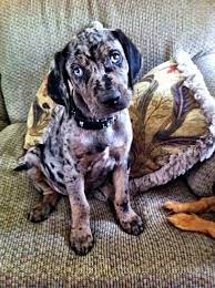 Look At Those Eyes Catahoula Leopard Dog Leopard Dog Louisiana Catahoula Leopard Dog