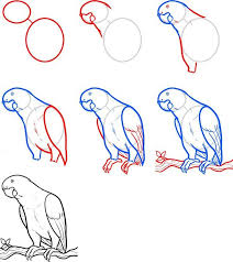 1000 Ideas About How To Draw Birds On Pinterest Drawings Bilder Zeichnen Papagei Zeichnung Zeichnung Tutorial