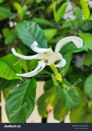 Image result for Tabernaemontana pachysiphon