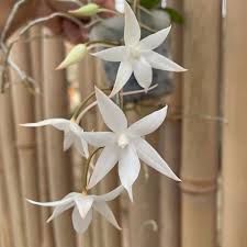 Image result for Aerangis ugandensis