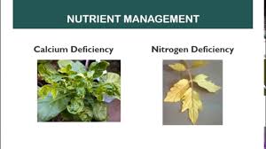 How To Identify Nutrient Deficiency And Fertilizer Application