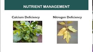 how to identify nutrient deficiency and fertilizer application