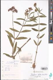 Image result for Asclepias ameliae