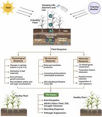 Image result for Salacia erecta