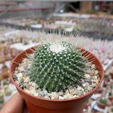 All categories cactus cactus con flores cactus sin espinas cactus pequeños cactus raros cactus redondos cactus de colección suculentas suculentas con flores suculentas colgantes suculentas raras echeveria cotyledon cactus mammillaria un pico. Mammillaria Spinosissima Un Pico Uhlig Kakteen More Than 5 000 Different Species