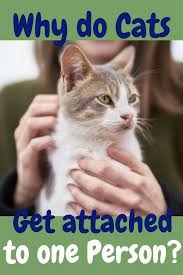 Playing Favorites Why Do Cats Get Attached To One Person Kitten Care Kittens Funny Kittens Cutest
