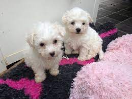 We did not find results for: Bolognese Dog Breed Information Images Characteristics Health