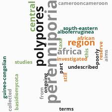 Image result for Chlorophytum burundiense