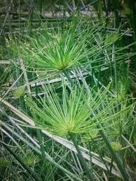 Image result for Cyperus prolifer