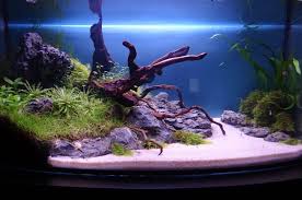 pin on aqua plants