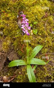 Image result for Eulophia galeoloides
