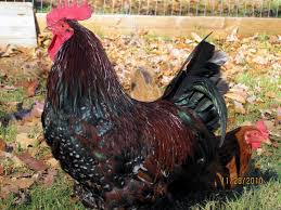 Check spelling or type a new query. Speckled Sussex Rooster Sols Poultry Flickr