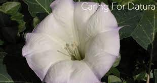 And will let the dead go up to eat the living! Datura Plant Care How To Grow The Datura Flower