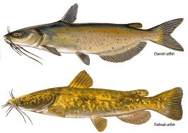 How big will they get? Channel And Flathead Catfish Wisconsin Dnr