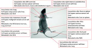 Animal models of cancer cell lines. Emerging Nanomedicine Approaches Fighting Tumor Metastasis Animal Models Metastasis Targeted Drug Delivery Phototherapy And Immunotherapy Chemical Society Reviews Rsc Publishing Doi 10 1039 C6cs00458j