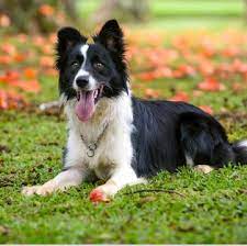 With their breeder, waiting for you! Free Border Collie Puppies Near Me Online Shopping
