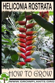 Image result for Heliconia rostrata