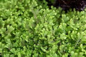 Image result for Selaginella goudotiana