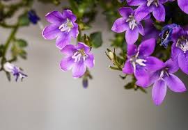 The owner is chris kim who. Purple Inspirational Scripture Beautiful Scripture Purple