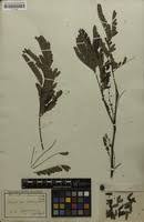 Image result for Entada chrysostachys