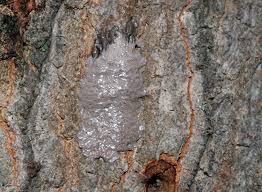 Image result for Scleria delicatula