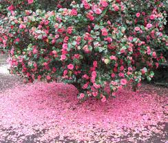 Pin By Ginny Branch Stelling On Florals Camellia Flower Flowering Bushes Indoor Flowering Plants