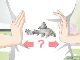 Tropical algae hikari wafers fish food. How To Introduce A Pleco To A Goldfish Tank 13 Steps