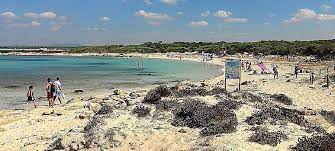 .spa, colonia de sant jordi: Strandtipp Auf Mallorca Peregons Grans Bei Colonia De Sant Jordi