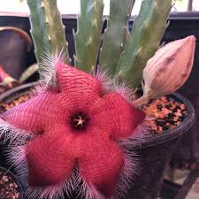 Image result for Stapelia
