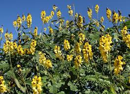 Image result for Senna didymobotrya