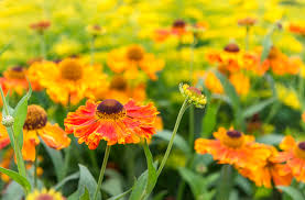 Here are 22 of the best options to sow now for a late fall harvest. Fall Garden Plants To Grow Kellogg Garden Organics