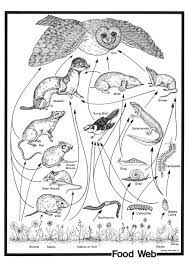 Food Web Poster Owl Food Food Web Food Web Activities