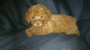 Maybe you would like to learn more about one of these? Red Toy Poodle Puppies For Sale In Texas Toywalls