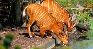 London Zoo Animals In The London Zoo Uk London Zoo Animals London Zoo Zoo Animals