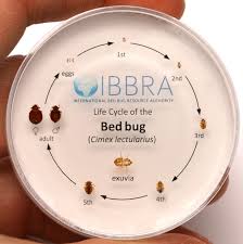 Wooden frames also sit closer to the floor, giving bugs easy access to traveling from the floor into your bed. Bugs Often Mistaken For Bed Bugs