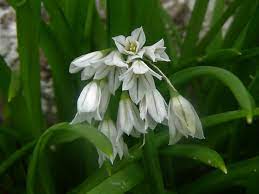 We did not find results for: Three Cornered Leek Snowbell Allium Triquetrum