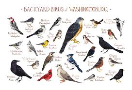 Birds Of Western Washington Identification Pin On Everythingishere