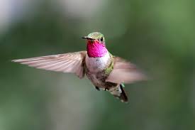 What color flowers do hummingbirds like. Hummingbirds Navigate An Ultraviolet World We Never See The New York Times