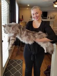 Registered maine coon breeders will register the maine coon cat beforehand. Pin On Maine Coon Kitties