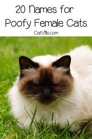 Top 40 Best Poofy Cat Names For Boy Girl Kittens Catvills In 2020 Cat Names Boy Cat Names Kitten Names Girl