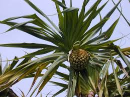 Image result for Pandanus
