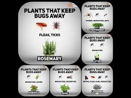 Flowers that keep bugs away. Plants That Keep Bugs Away Coolguides