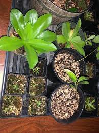 Image result for Nesaea sarcophylla