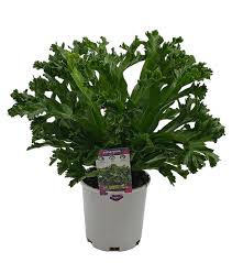 Image result for Asplenium ceii